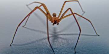 Father of Boy Found Dead in Spider-Filled Home Sentenced to 10 Years in Prison