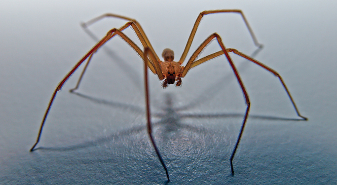 Father of Boy Found Dead in Spider-Filled Home Sentenced to 10 Years in Prison