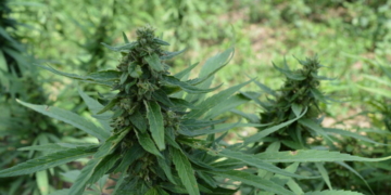 President Of ICE-Raided Pot Farm Doled Out Thousands In Donations To Newsom, Dems
