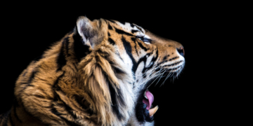 Zoo Asks People to Donate Pets to Feed Large Predators