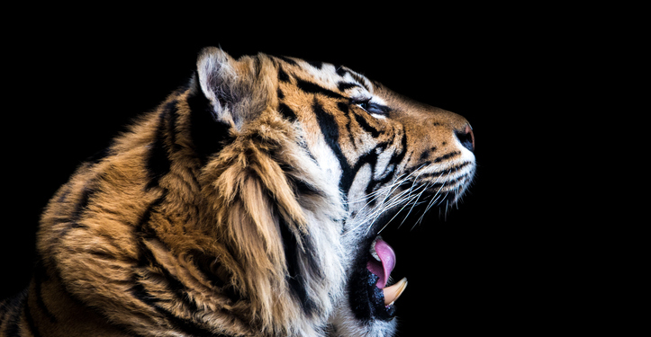 Zoo Asks People to Donate Pets to Feed Large Predators