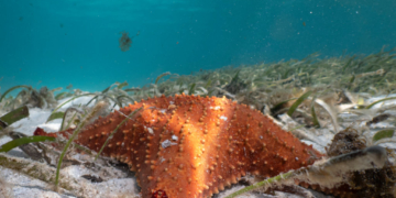 Scientists Finally Identify Bacteria Behind Mysterious Mass Die-Off of 5 Billion Sea Stars