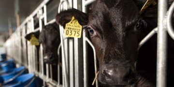 Cows Drop Like Flies After Greenie Gov’t Policy Promotes Drugged Feed