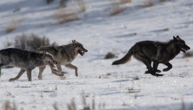 Man Interacts with Wolves at Yellowstone Park