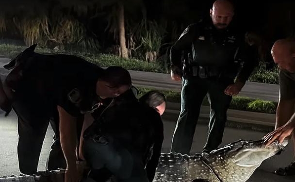 Police Get Into A Wrestling Match With A 600 Pound Alligator