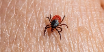 Could A Tick-Borne Meat Allergy Be A Bioweapon? We Tried Finding Out